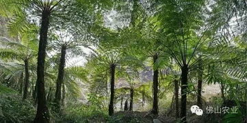 河北省珍稀植物保护