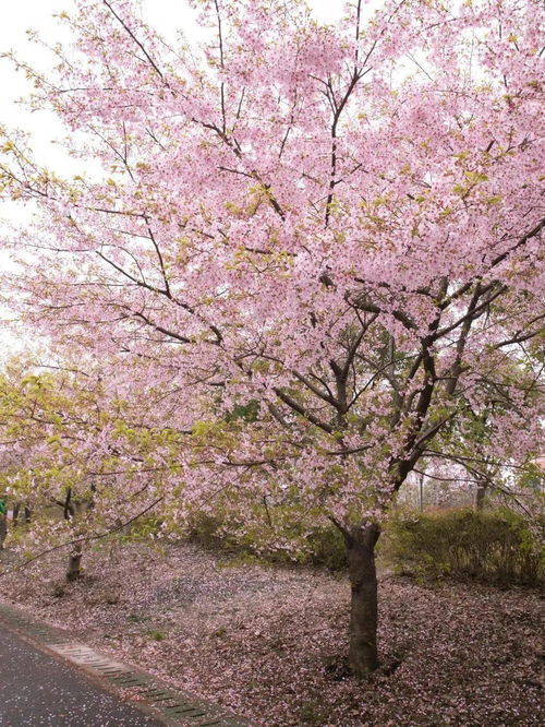 樱花树苗，春天的使者