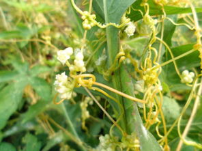 种子处理的必要性和重要性