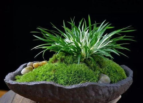 金钱蒲的养护难度