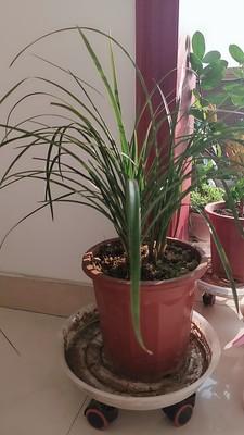 兰花栽培技术与管理中，如何根据不同品种的兰花特点进行科学施肥