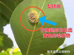 葡萄种植好帮手：信生腈菌唑大揭秘