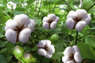 棉花，柔软纤维植物