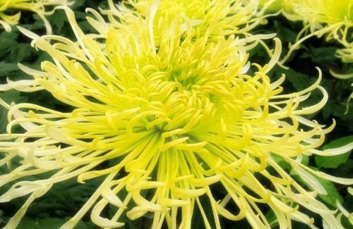 单瓣菊花如何选种？品种繁多