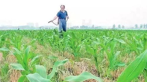药液停留时间与除草效果