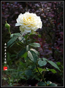 2. 美雪公主月季 Princess Miyuki