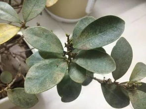 长寿花要修剪，不然会衰弱