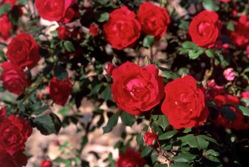 二、 地区差异影响价格