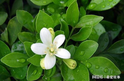 九里香神奇功效，竟然能调理哪些健康问题