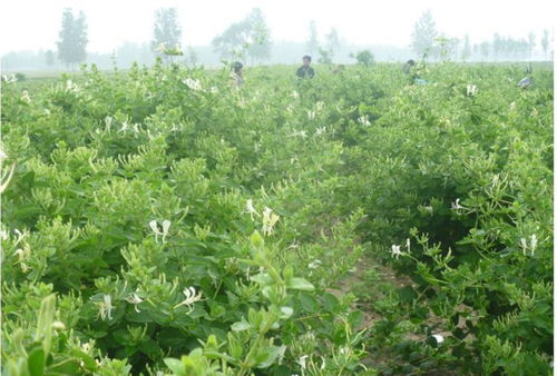 光照条件，得晒晒太阳