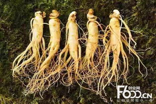 种植“人参”最赚钱？市场需求量大