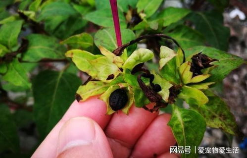 繁星花是个啥花啊？