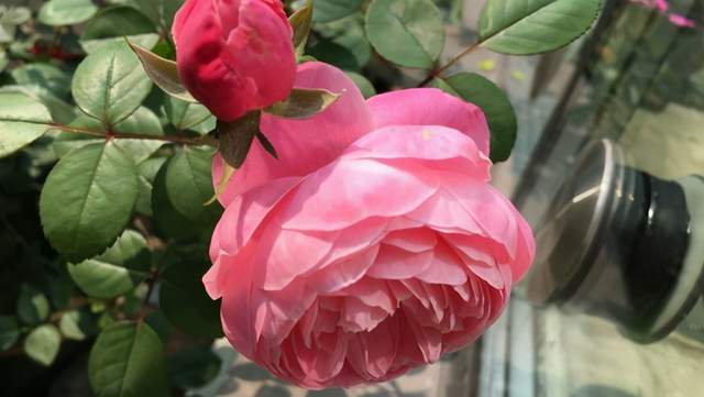 月季花园之美， 香气四溢的品种大盘点