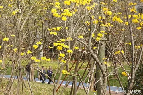 黄花风铃木：花开似火， 独具魅力
