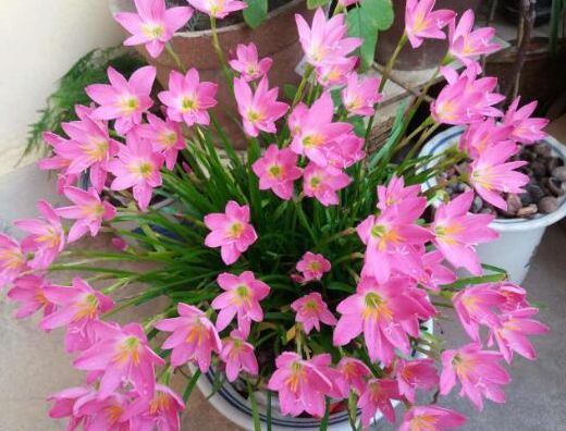 菊花颜色丰富多样？都有哪些常见颜色呢