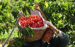 樱桃种植的成本解析