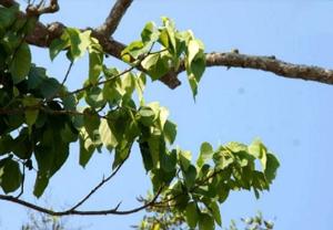 桃树作为绿化植物