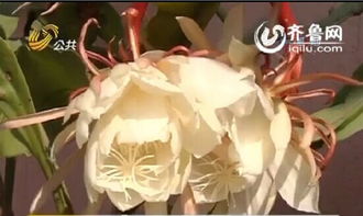 昙花何时绽放？开花前有何预兆可寻