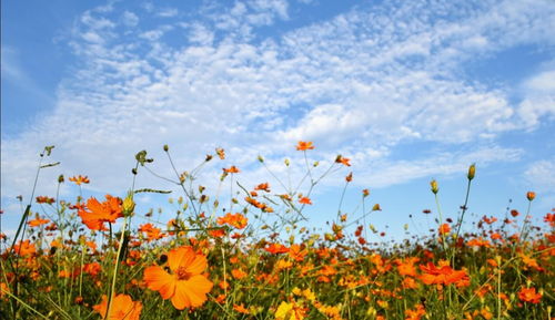 波斯菊VS向日葵