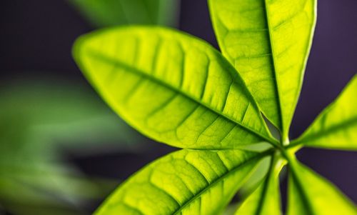 常绿植物如何安全过冬？