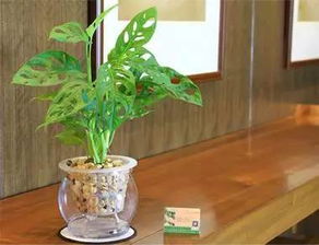 非洲茉莉水培容易吗？适合长期水培吗