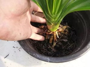 换盆季节， 杀菌消毒要跟上