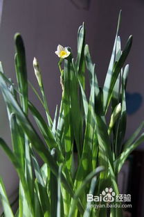 一、 种球选择与处理：打造健康基石