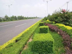 道路旁的小花花，你知道几种呢？