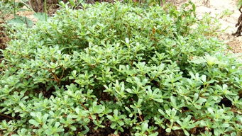 马齿苋的“克星”