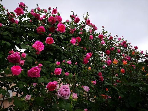 花期长， 耐晒耐热，达芬奇月季的骄傲