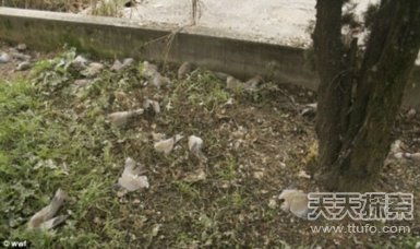 长期大量喂兔子秸秆会导致消化不良甚至死亡吗？