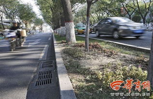 马路上的小小绿洲， 如何在恶劣环境中生长