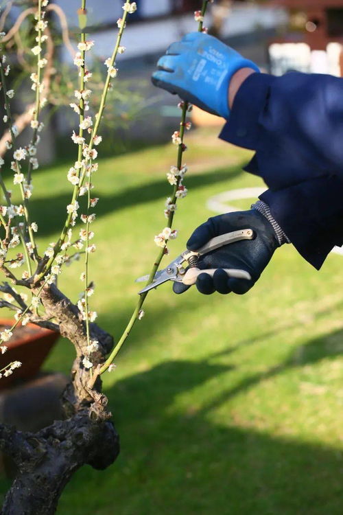 修剪后的养护小贴士