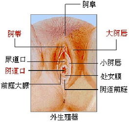 喜温暖湿润，耐阴