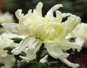 四季常青， 月季的坚韧