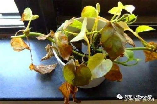 缠枝牡丹养殖攻略中，如何避免缠枝牡丹在养殖过程中出现黄叶现象