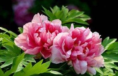 牡丹花缓苗技巧：高效养护，快速恢复生机！