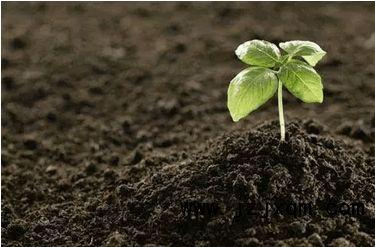 土壤选择也彳艮关键