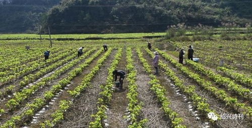 大葱播种最佳时机，春季播种正当时！