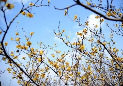 冬天除了梅花，还有哪些花盛开
