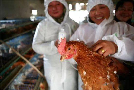 温差应激易致鸡群疾病频发
