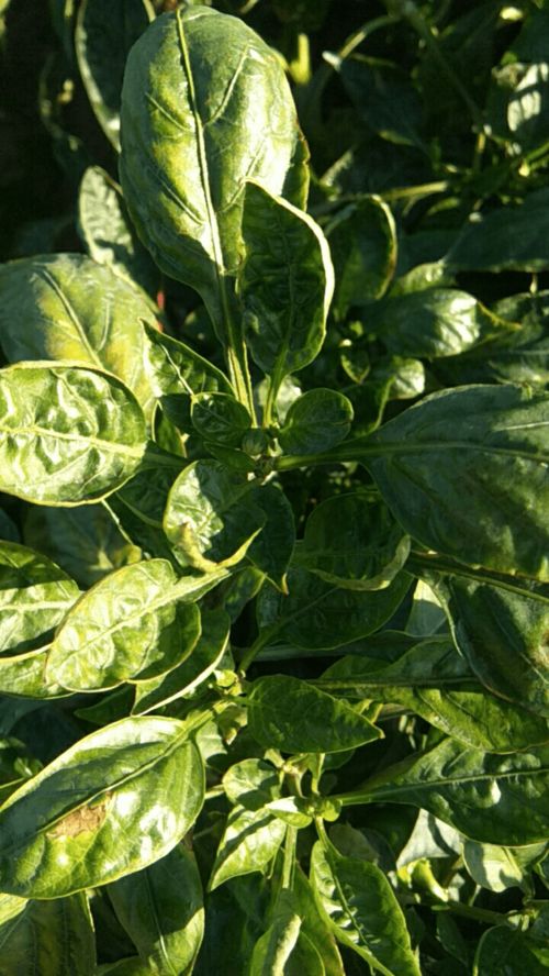 琦蓟在防治辣椒蓟马方面的表现