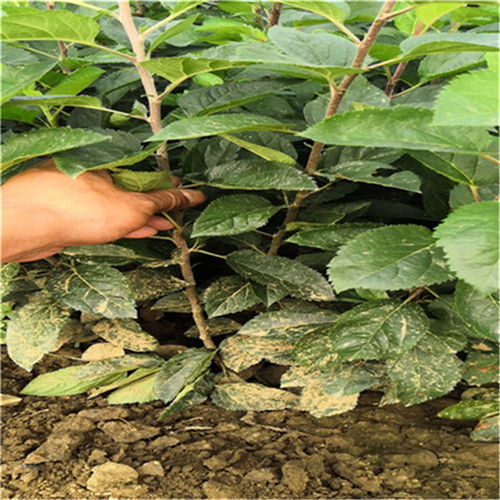 苗木价格信息查询网，你真的会用吗？