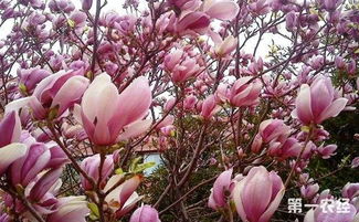 紫玉兰：神秘的花朵， 神奇的疗效