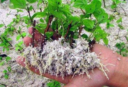 鲜切花生根潜力与安全性探讨：畜牧领域新视角