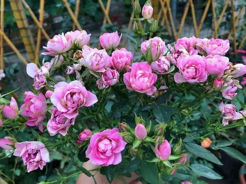 月季花病害防治：百菌清的正确使用浓度