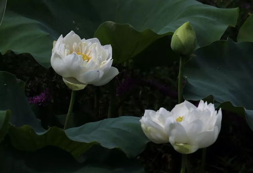 名贵荷花十大品种