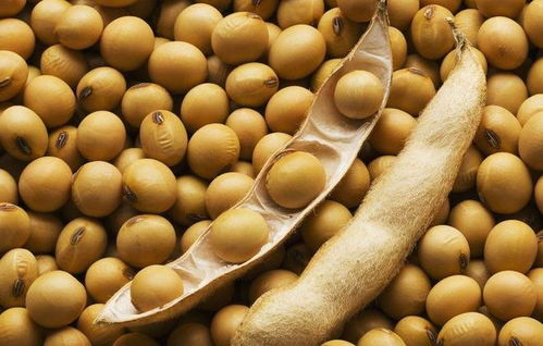 大豆增产的农药选择攻略