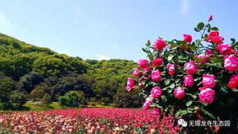 月季玫瑰园， 品种繁多