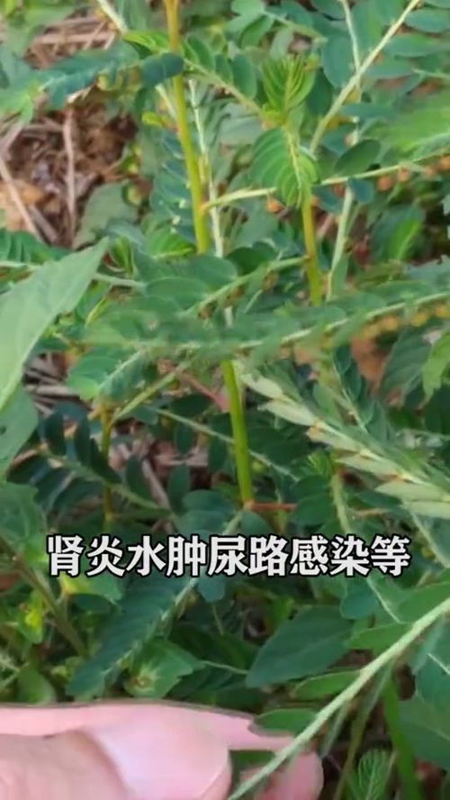 老药农的跨界妙用